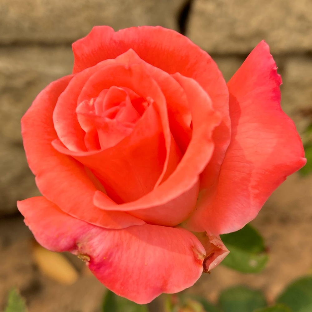 Meet your Posher, Daniella